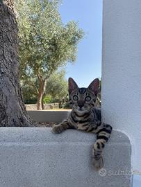 Maschietto di bengala disponibile per monta