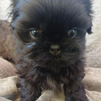 Cucciolo shih-tzu shitzu shihtzu con pedegree