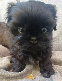 Cucciolo shih-tzu shitzu shihtzu con pedegree