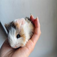 Cucciolo cavia pelo lungo