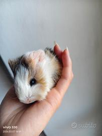 Cucciolo cavia pelo lungo