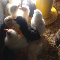 Galline Ornamentali Pulcinotti