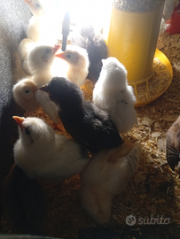 Galline Ornamentali Pulcinotti