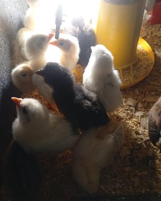 Galline Ornamentali Pulcinotti