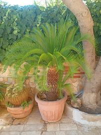 Pianta di Cycas