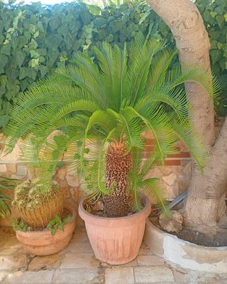 Pianta di Cycas