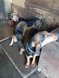 Segugio maschio 6 mesi