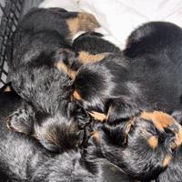 Ciccioli di yorkshire