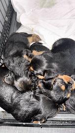 Ciccioli di yorkshire