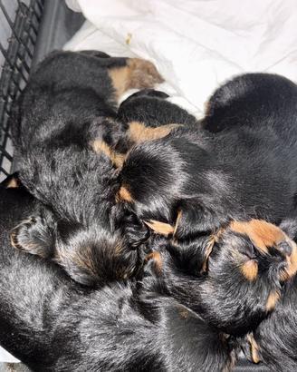 Ciccioli di yorkshire