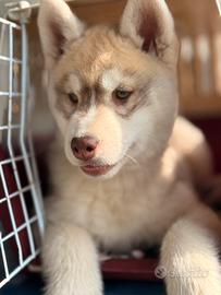 Cuccioli di siberian husky