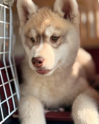 Cuccioli di siberian husky
