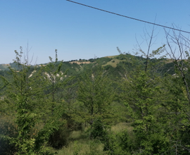 Piantagione di ciliegi da legno