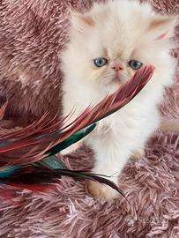 Cuccioli di persiano