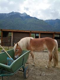Cavalla Haflinger