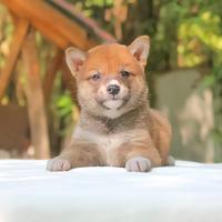 Shiba Inu femmina di due mesi