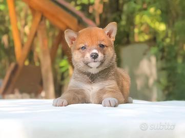 Shiba Inu femmina di due mesi