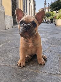 Bulldog francese