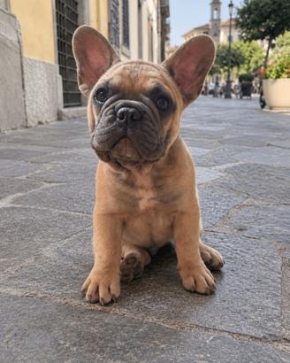 Bulldog francese