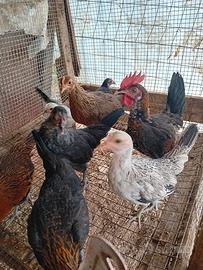galline  nane