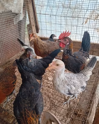 galline  nane