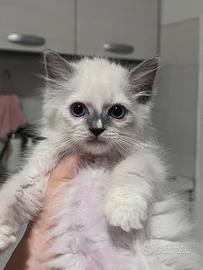 Ragdoll maschio disponibile