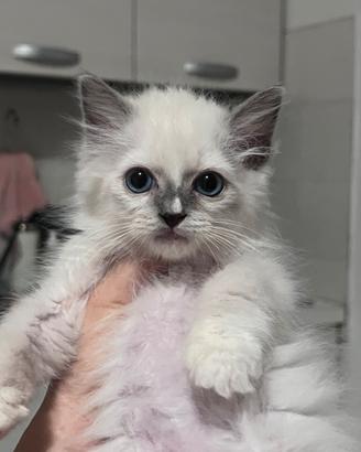 Ragdoll maschio disponibile