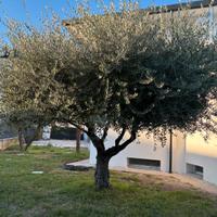 Ulivo h. Circa 4,5 m