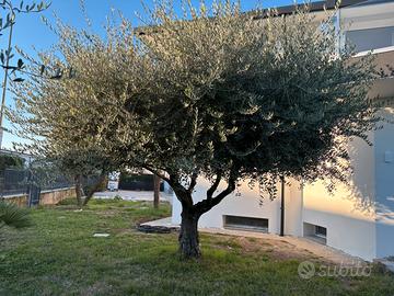 Ulivo h. Circa 4,5 m