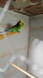 coppie cocorite 