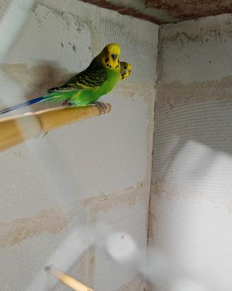 coppie cocorite 