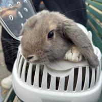 Coniglietto ariete stupendo (GIÀ STERILIZZATO)