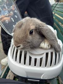 Coniglietto ariete stupendo (GIÀ STERILIZZATO)