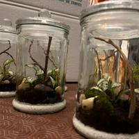 Terrario mini