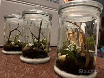Terrario mini