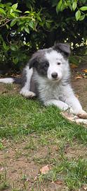 Border collie