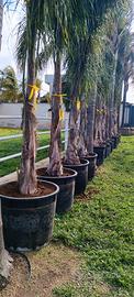 COCOS PLUMOSA PRONTO EFFETTO 