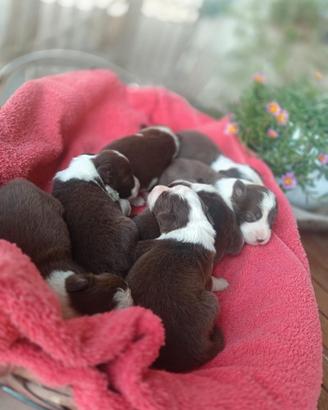 Cuccioli di border collie
