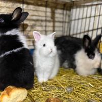 Conigli Testa di leone