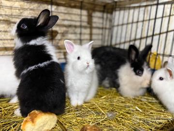 Conigli Testa di leone