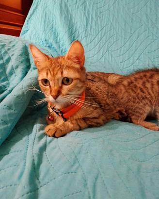Gattina dolce 2 anni