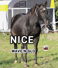 Fattrice quarter morella