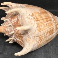 Conchiglia Cymbiola imperialis gigante mm 170