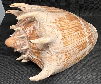 Conchiglia Cymbiola imperialis gigante mm 170
