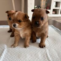 Cuccioli volpino