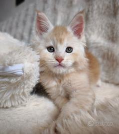 Maine coon
