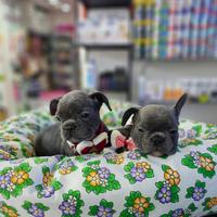 Cuccioli di boulldigue m/f