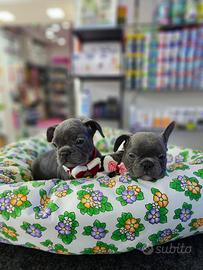 Cuccioli di boulldigue m/f