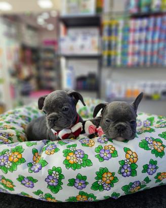 Cuccioli di boulldigue m/f