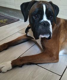Boxer con pedigree